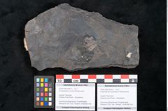 Foto (Objekt + Etikett) von Knightiophyllum primaevum Ettingshausen (NHMW-GEO-2024-0188-10242b)